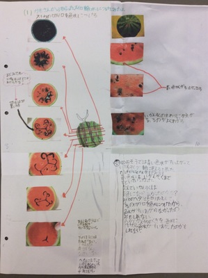 Hiratakaharu スイカの維管束 Recipe